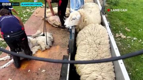 Live view of shearing