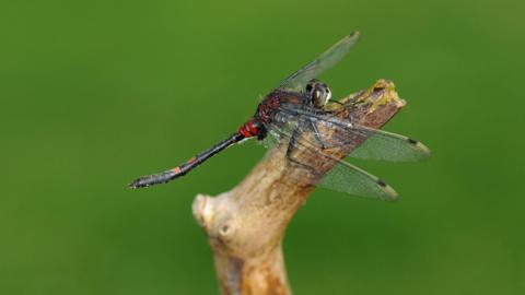 A red and black male white-faced darter dragonfly sits on a wooden brand with a green water background. 