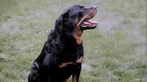 A rottweiler stood in a field looking up. The dog is black and brown and has its tongue stuck out. It's in a field of grass.