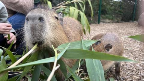 A capybara eating a shoot of leaves.