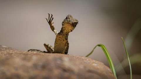  Gippsland waterdragon with one foot raised almost in a wave