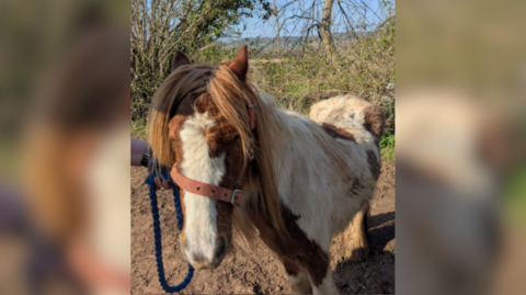 A brown and white horse with a long mane. It is standing outside in a patch of dirt next to some trees on a sunny winter day. The horse is severely malnourished and you can see it's hip bones and ribs protruding. 