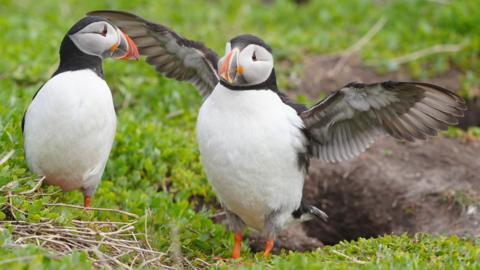 A pair of puffins on some leaves. One of them has their black wings outstretched.
