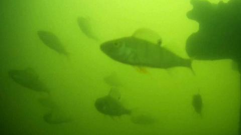 Fish swimming underwater