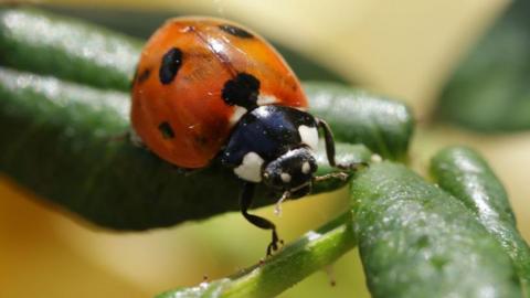 A close up photo of a ladybird on a leaf.