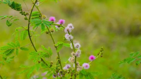 Close-up image of pink spherical flowers of the sensitive plant - stock photo