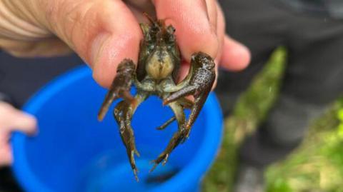 A crayfish is held in a person's fingers with a blue bucket in the background