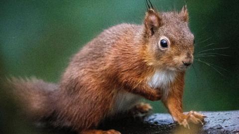 Red Squirrel on a branch on National Trust property in County Down, Northern Ireland