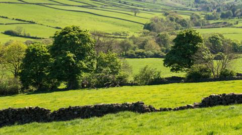 A tree-covered hillside near Danby in North Yorkshire on a sunny day. There are more trees scattered across fields in the foreground.