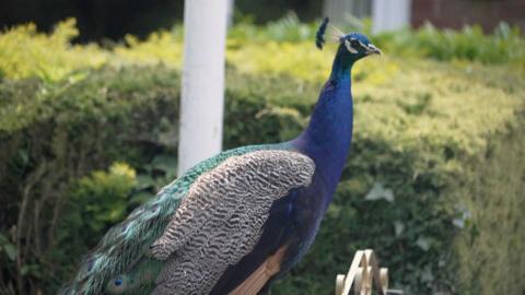 The photo shows a peacock that is perched on a gate. It has an electric blue coloured neck, brown and white feathers on its right side, and then the characteristic green feathers on its back. It's looking to its right, and there are hedges in the background.