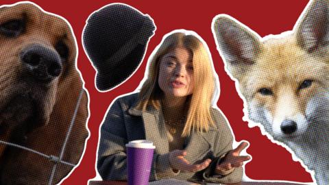 ý reporter, Megan Davies, is central looking at the camera. She in presenting the social video. On her left is are images of a dog and a traditonal fox hunting helmet. On her right is a fox. All three images have been photo edited into the shot rather than placed there. On the table is a coffee insulation cup