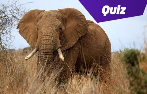 african elephant in the bush