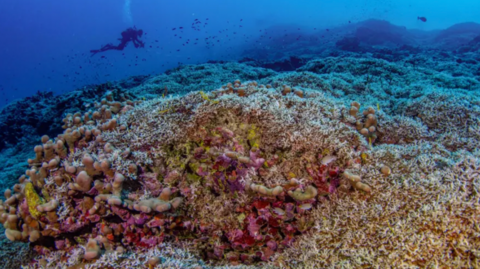 Underwater photo of the coral with a diver in the background 