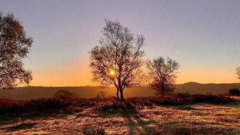 A golden sun shines through a leafless tree at the centre of the image. There is part of a tree that can be seen to the left and another tree just to the right of the central tree, with a hill beyond and short grassland in the foreground. Everything has a golden hew and the sky fades from yellow at the horizon to orange and then lilac.