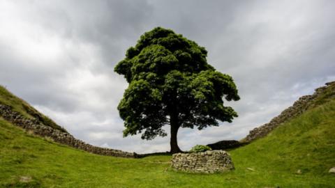 Sycamore gap tree