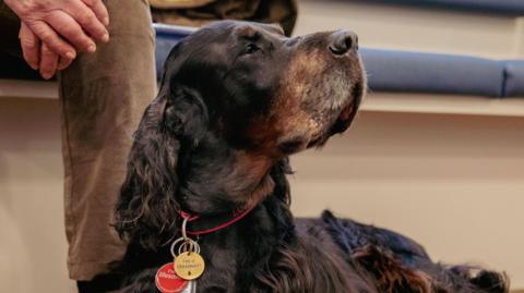 A Gordon Setter breed dog is laying on the floor with his head up in the air. He is wearing a collar that has a medal on that reads "I'm a life saver"