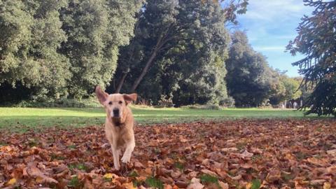 A carpet of fallen brown leaves sit on the grass with a line of tall trees in the background. A golden brown dog runs towards the camera with it's ears flapping as it moves.