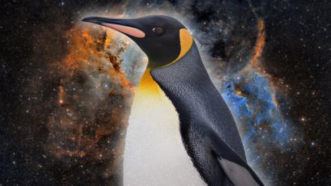 Penguin on a space background