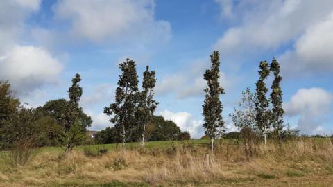 A collection of trees in a field that are tall and slim, with green leaved and pale coloured trunks.