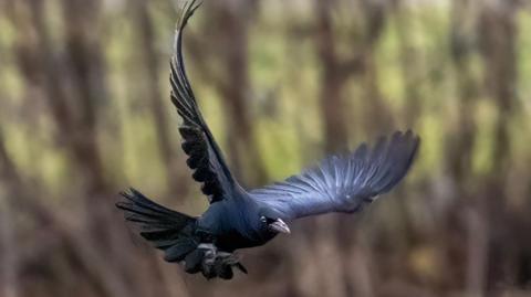 A bird with shiny, black feathers and a large, fanned out tail soars through the air with its wings spread