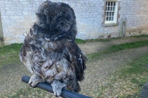 Brown-grey feathered owl gripping black pole - it is covered in black soot.