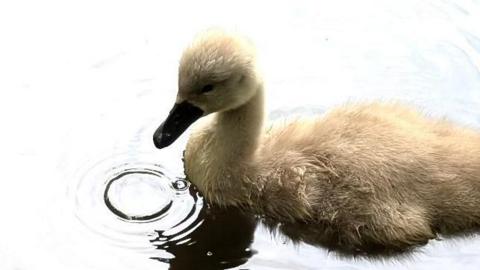 A baby swan, with white feathers, sits on water with a droplet spreading on the water beneath its beak.