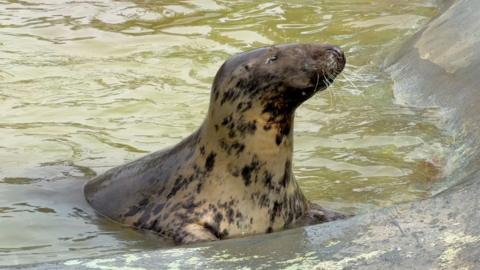 Grey seal in pool basking in the sunlight, face upwards, eyes shut and smiling. She is covered in dark spots.