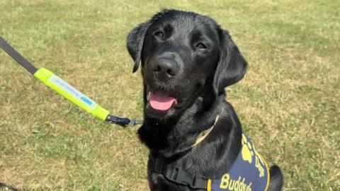 A shiny black dog looks at the camera with its pink tongue poking out. Behind it is a green grass field, and it wears a navy vest that says 'Buddy'.