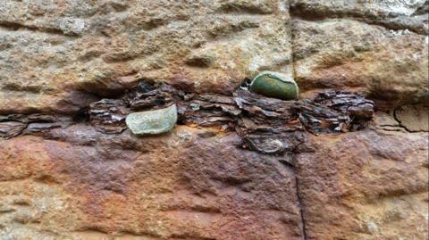 A line of old coins in the centre of the rock. The rock has turned a rusted orange colour around the coins. There is a large bulk of old rusted coins in the middle with some newer coins folded over.