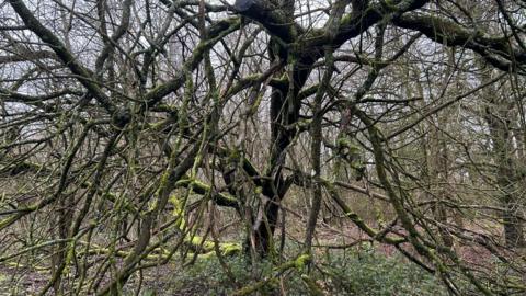 A gnarly tree with branches that flow far from the trunk and low to the ground. The tree sits in a woodland and is covered in moss.
