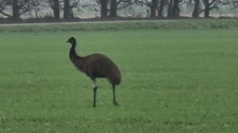 A dark emu walking from right to left on a grassy looking field, with the bottom part of some trees visible in the background.