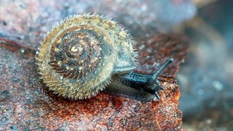 A close up picture of a snail with its swirly shell covered in fine hairs. It's slimy head with feelers are protuding sat upon a reddish brown rock