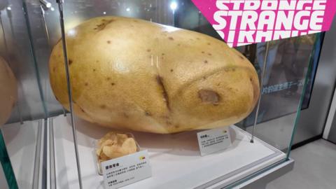 A giant potato