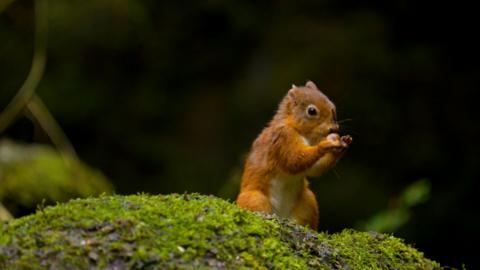 A red squirrel eats a nut