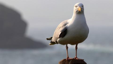 A herring gull in Eyemouth looks into the camera while standing on a pillar in front of a blurred coastal scene