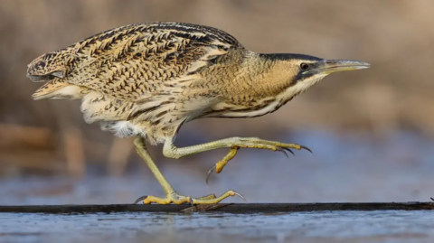 A bittern bird, which is brown speckled with yellow feet, walking on the ground