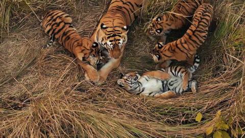 Aerial shot of a female tiger surrounded by four tiger cubs in a grassy area