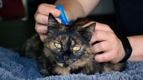 The face of a tortoiseshell cat can be seen with yellow eyes, looking pensive, as a white-skinned person holds a blue triangular pipette at the back of its neck. The cat is being gently held on a fluffy blue blanket.