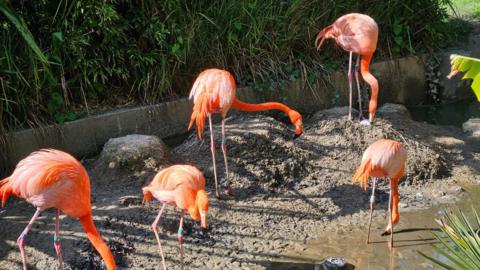 Five flamingos are pictured building their nests with the new egg visible in the top right of the photo.