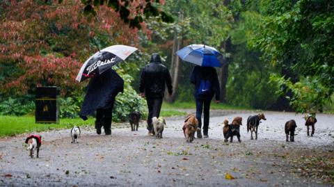 Three people walk nine dogs in Sefton Park in Liverpool in the rain. Two of the people have large umbrellas up. The dogs walk behind them in a row 