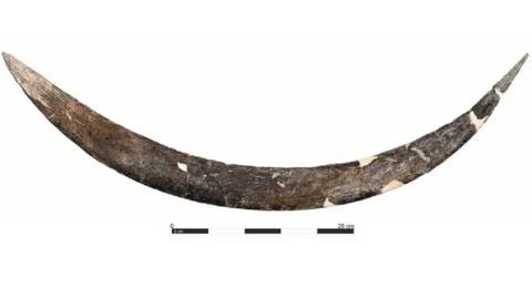 ancient mammoth bone boomerang