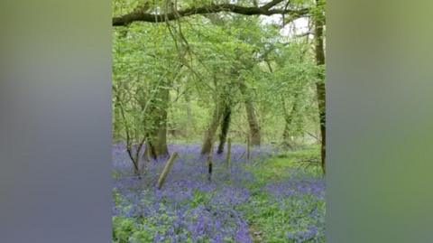 Violet flowers growing on the ground in a woodland.