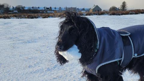 A dog with a snowball in its mouth, walking on a snowy field