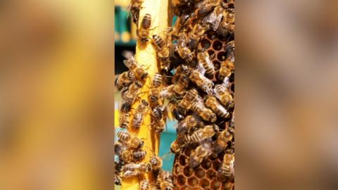A colony of bees.