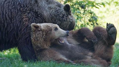 Boki and Scruff the brown bears play-fighting
