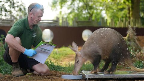 An aardvark