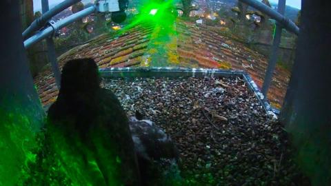 Webcam image of a green laser beam being shone into a peregrine falcon's nest on a church tower