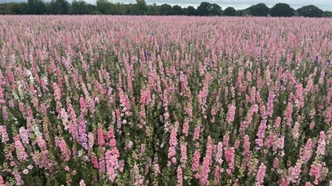 There is a field full of flowers of various shades of pink. It goes on to as far as the eye can see. All of them have green stems ans some white dots on them.