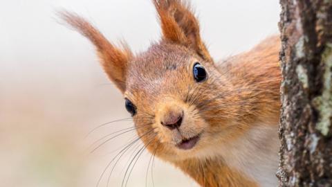 red squirrel peeking out from behind a tree