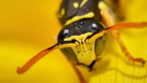 Close-up image of wasp